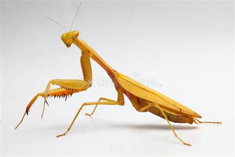 Yellow Praying Mantis on White Background Stock Image - Image of fauna, insects: 153542045