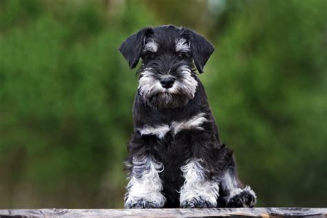 Are Schnauzers Hypoallergenic? Dog Shedding And Allergies