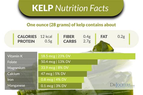 6 Major Health Benefits of Sea Kelp For Energy and Metabolism