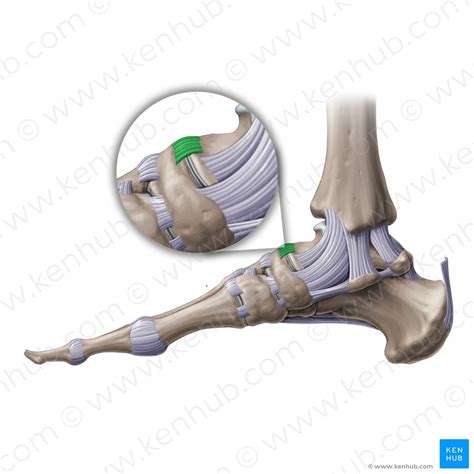 Talocalcaneonavicular joint: Bones, ligaments, movements | Kenhub