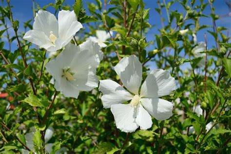 7 Best Fertilizers For Hibiscus