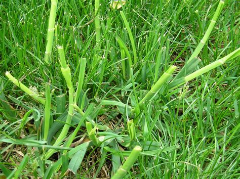 Lawn grass weed identification #397318 - Ask Extension