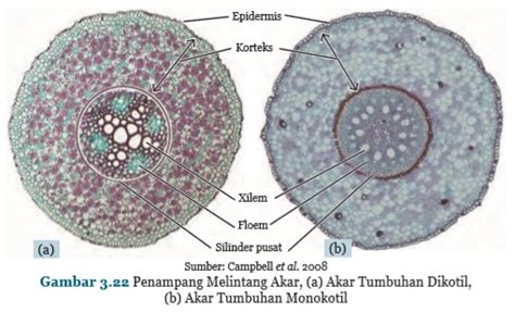 Gambarlah Penampang Melintang Akar Tumbuhan Dikotil Dan Monokotil Beserta Keterangannya