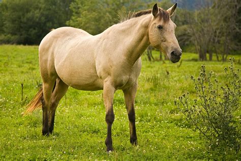 Nutritional Secondary Hyperparathyroidism in Horses - Symptoms, Causes, Diagnosis, Treatment ...