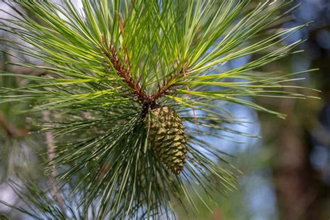 How to Grow and Care for Longleaf Pine