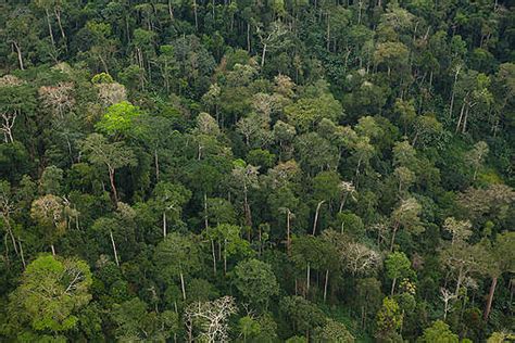 Coastal Rainforest in Cameroon - Greenpeace International