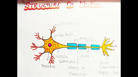 Easy way to draw Structure of Neuron: Class 10 Biology control and ...