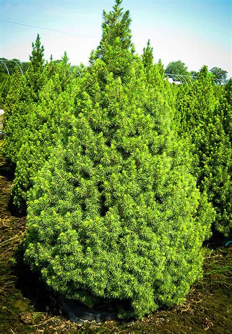 Dwarf Alberta Spruce For Sale Online | The Tree Center™