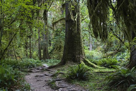 Trail In Forest, Hoh Rainforest Photograph by Konrad Wothe