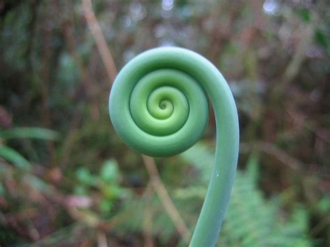 spiral | Spirals in nature, Spiral, Patterns in nature