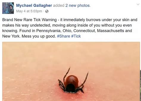 Fake News: A Mysterious and Invasive New Tick | by Aidan Lowery | Medium