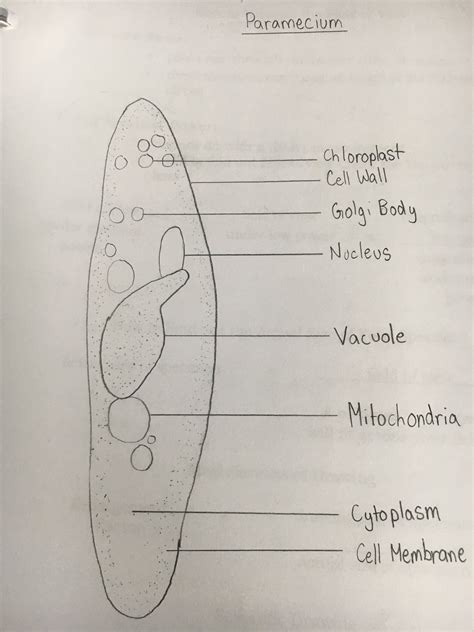 Paramecium Cell Membrane Drawing