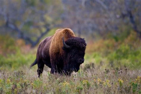 Bison - Riding Mountain National Park, Manitoba, Canada. | Riding ...