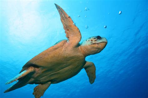 Loggerhead turtle status goes from endangered to vulnerable - Africa Geographic