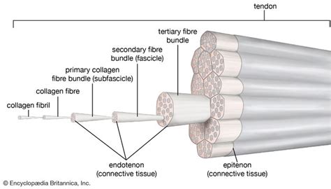 tendon | Description & Function | Britannica