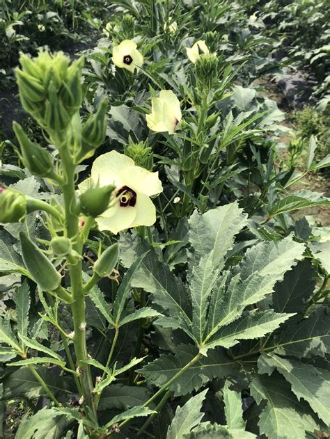 Do you know how an okra plant looks like? | Caribbean recipes, Plants ...