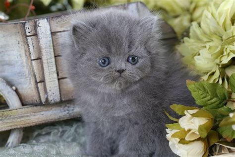 Blue Persian Kittens (Past Kittens)