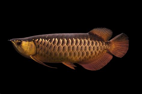 Arowana Wallpapers - Top Free Arowana Backgrounds - WallpaperAccess