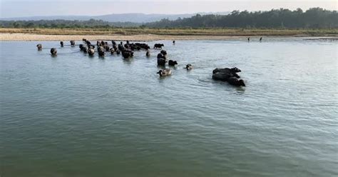 Water buffalo crossing a river in the late afternoon light as they come back from grazing ...