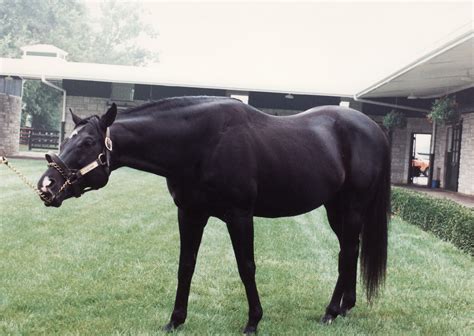 Seattle Slew | 1977 Triple Crown winner Seattle Slew at Three Chimneys Farm in Midway ... Sport ...