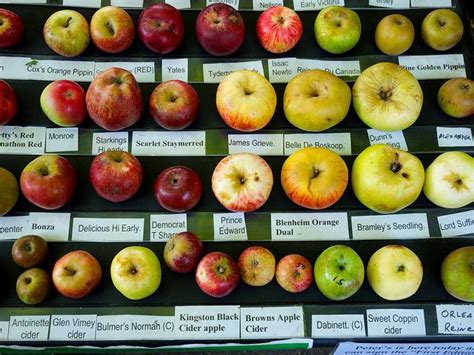 apple varieties @Joanne Lim which is ur favorite? *lol* | :: food ...