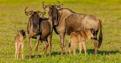 3 Days Great wildebeest Migration with Ngorongoro Crater Safari ...