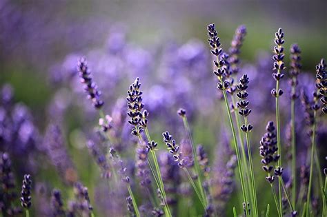 lavender_filed_farm_tomita_furano | Kyuhoshi