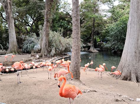 San Antonio Zoo - Go Wandering