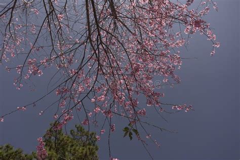 Cherry Blossoms Season in Dalat, Vietnam. Stock Photo - Image of style ...