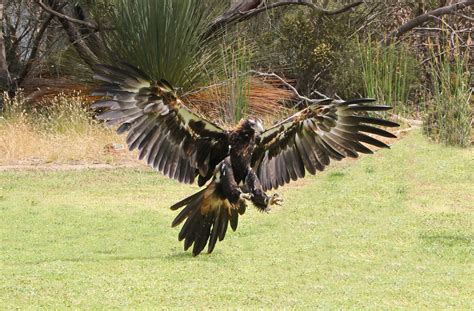 wedge-tail-eagle-landing | Bird art, Wedge tailed eagle, Birds