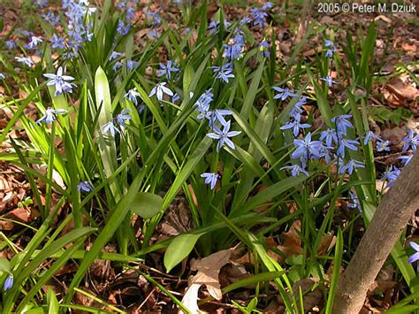 Scilla siberica (Siberian Squill): Minnesota Wildflowers