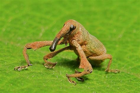 Weevil | Weird animals, Beautiful bugs, Weevils