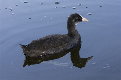 River Duck Free Stock Photo - Public Domain Pictures