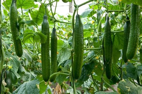 Cucumber Cultivation Information Guide | Asia Farming