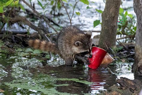 Op-Ed: Tennessee Wildlife Federation – “Trashing America the Beautiful ...