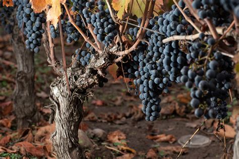 A guide to Carmenère wine and the Carmenère grape variety