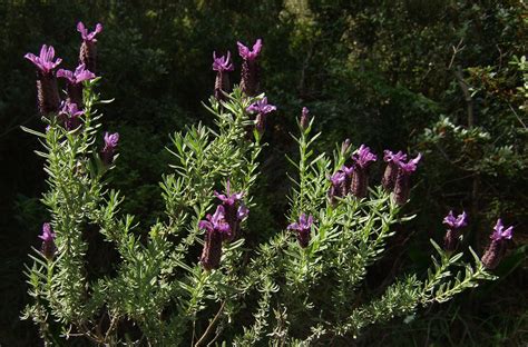 Flower Gallery :: Lamiaceae :: F30A2757