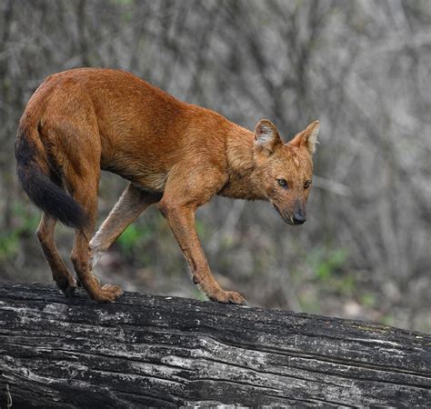 Nagarhole National Park - A stunning Indian wild dog showcasing his ...