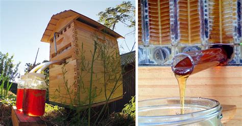 New Beehive Lets You Harvest Honey Automatically Without Disturbing Bees | Bored Panda Farm ...