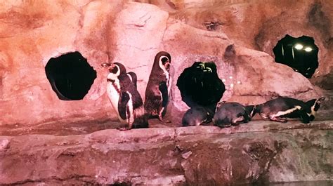 Aquarium of Niagara opens $3.5M penguin habitat - Buffalo Business First