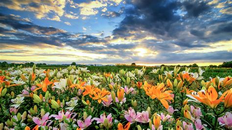 Download Field Colorful Colors Flower Nature Lily 4k Ultra HD Wallpaper