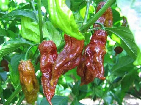 Pepper Seeds Chocolate Ghost Pepper Seed Packs 20 Seeds per | Etsy