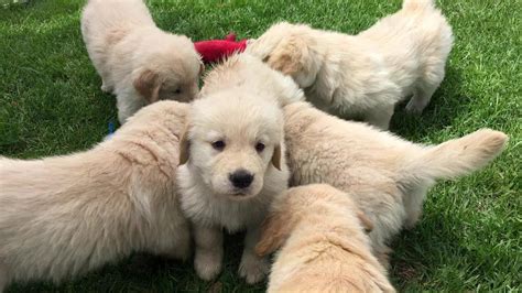 Golden Retriever Puppies Playing - YouTube