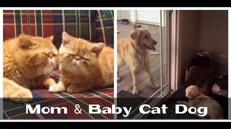 Mom & Baby Cat Dog !!! Playing In Home !!! Great Fun - YouTube