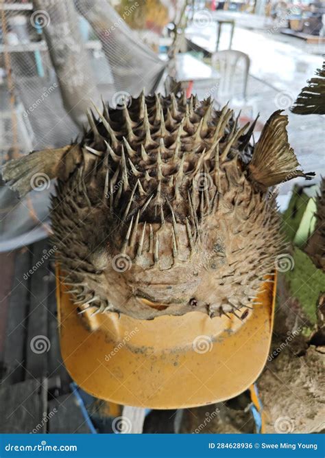 Dried Puffer Fish with Spikes. Stock Photo - Image of ocean, animal: 284628936