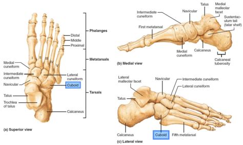 Cuboid syndrome causes, symptoms, diagnosis & treatment