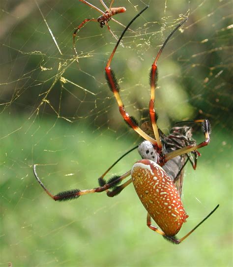 Banana Spider Web Zigzag