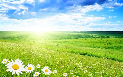 White flowers and green grass fields HD wallpaper | Wallpaper Flare