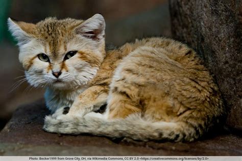 Sand Cat Facts, Pictures, Information. Desert-Living Cat Species