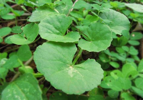 Simple Ayurvedic health tips: Indian penny wort or the Saraswati plant-an introduction